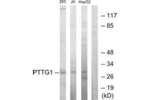Western blot analysis of extracts from HepG2/Jurkat/293 cells, using PTTG1 Antibody. (PTTG1 抗体  (AA 111-160))