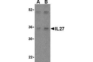 Western blot analysis of IL-27 in Daudi lysate with AP30421PU-N IL-27 antibody at (A) 2 and (B) 4 μg/ml. (IL27 抗体  (Center))