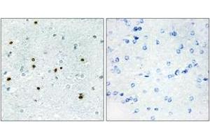 Immunohistochemistry analysis of paraffin-embedded human brain, using DCLK3 Antibody. (DCLK3 抗体  (AA 291-340))