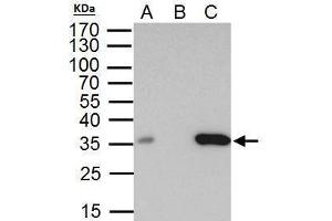 IP Image BRAF35 antibody immunoprecipitates BRAF35 protein in IP experiments. (HMG20B 抗体)