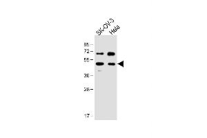 All lanes : Anti-FLOT1 Antibody (N-term) at 1:1000 dilution Lane 1: SK-OV-3 whole cell lysate Lane 2: Hela whole cell lysate Lysates/proteins at 20 μg per lane.