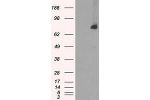 HEK293T cells were transfected with the pCMV6-ENTRY control (Left lane) or pCMV6-ENTRY POR (Right lane) cDNA for 48 hrs and lysed. (POR 抗体)