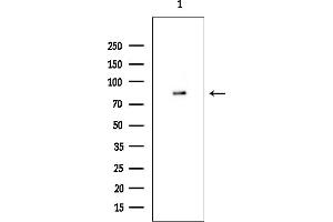 anti-Tousled-Like Kinase 2 (TLK2) (Internal Region) antibody