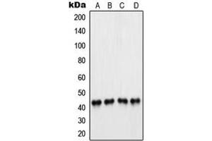 Western blot analysis of PAX5 expression in A549 (A), Raji (B), K562 (C), U937 (D) whole cell lysates. (PAX5 抗体  (N-Term))
