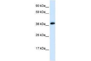 CHRNA1 antibody (70R-10559) used at 0. (CHRNA1 抗体  (C-Term))