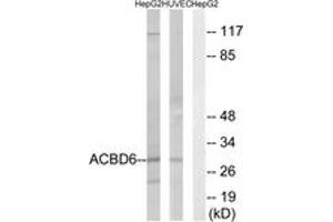 Western Blotting (WB) image for anti-Acyl-CoA Binding Domain Containing 6 (ACBD6) (AA 121-170) antibody (ABIN2890090) (ACBD6 抗体  (AA 121-170))