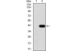 Western blot analysis using UCP2 mAb against HEK293 (1) and UCP2 (AA: 1-309)-hIgGFc transfected HEK293 (2) cell lysate. (UCP2 抗体  (AA 1-309))