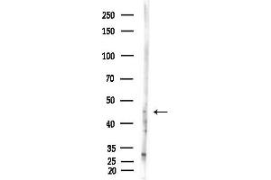 Western blot analysis of lysates from Mouse lung, using C Antibody at 1/1000 dilution.