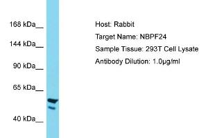Host: Rabbit Target Name: NBPF24 Sample Tissue: Human 293T Whole Cell Antibody Dilution: 1ug/ml (NBPF11 抗体  (C-Term))
