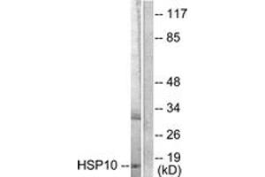 Western blot analysis of extracts from NIH-3T3 cells, using HSP10 Antibody. (HSPE1 抗体  (AA 51-100))