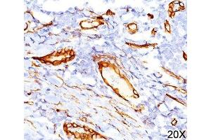 IHC testing of human tonsil (20X) stained with CD34 antibody (QBEnd/10). (CD34 抗体)