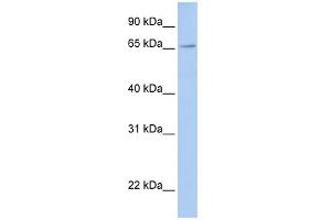 FXR2 antibody used at 1 ug/ml to detect target protein. (FXR2 抗体  (Middle Region))