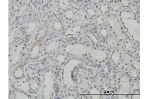 Immunoperoxidase of monoclonal antibody to CDKL1 on formalin-fixed paraffin-embedded human kidney. (CDKL1 抗体  (AA 259-358))