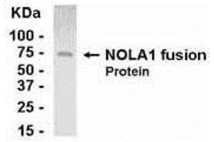 Western Blotting (WB) image for anti-GAR1 Ribonucleoprotein Homolog (Yeast) (GAR1) (AA 1-217) antibody (ABIN2468027) (GAR1 抗体  (AA 1-217))