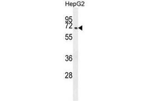 CCDC19 Antibody (N-term) western blot analysis in HepG2 cell line lysates (35µg/lane). (CCDC19 抗体  (N-Term))