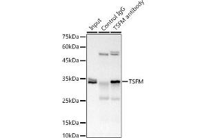 Immunoprecipitation analysis of 300 μg extracts of 293T cells using 3 μg TSFM antibody (ABIN7271021).