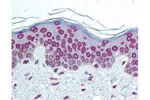 Anti-Lamin A/C antibody IHC of human skin.