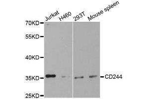Western blot analysis of extracts of various cell lines, using CD244 antibody.