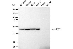 Western blotting analysis using ETS1 antibody (ABIN7800794).