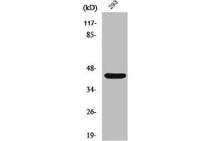 Western Blot analysis of 293 cells using Rad52 Polyclonal Antibody (RAD52 抗体  (Tyr104))