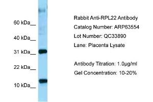Western Blotting (WB) image for anti-Ribosomal Protein L22 (RPL22) (C-Term) antibody (ABIN2789542) (RPL22 抗体  (C-Term))