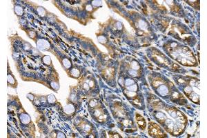 ABIN6264961 and ABIN6279698 at 1/100 staining Mouse colorectal tissue by IHC-P. (SEC61B 抗体  (N-Term))
