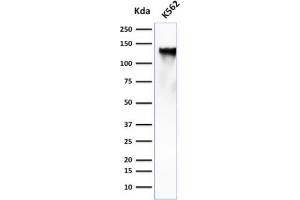 Western Blot Analysis of K562 cell lysate using CD43 Mouse Monoclonal Antibody (SPN/839). (CD43 抗体)