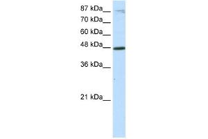 Western Blotting (WB) image for anti-Basic Helix-Loop-Helix Family, Member E40 (BHLHE40) (Middle Region) antibody (ABIN2778224)