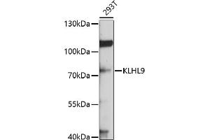 Western blot analysis of extracts of 293T cells, using KLHL9 antibody (ABIN6132083, ABIN6142940, ABIN6142941 and ABIN6214299) at 1:1000 dilution. (KLHL9 抗体  (AA 1-100))