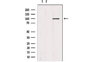 Western blot analysis of extracts from mouse brain, using MCM10 antibody. (MCM10 抗体  (C-Term))