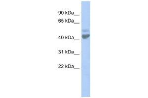 LGICZ1 antibody used at 1 ug/ml to detect target protein. (ZACN 抗体  (N-Term))