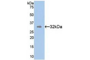 Western Blotting (WB) image for anti-Transmembrane Protein with EGF-Like and Two Follistatin-Like Domains 1 (TMEFF1) (AA 79-333) antibody (ABIN7439450)
