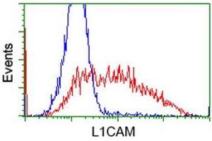 HEK293T cells transfected with either RC211601 overexpress plasmid (Red) or empty vector control plasmid (Blue) were immunostained by anti-L1CAM antibody (ABIN2453224), and then analyzed by flow cytometry. (L1CAM 抗体)