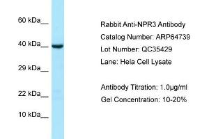Western Blotting (WB) image for anti-Atrial Natriuretic Peptide Receptor 3 (NPR3) (Middle Region) antibody (ABIN2789945) (NPR3 抗体  (Middle Region))