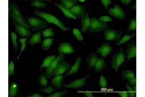 Immunofluorescence (IF) image for anti-ArsA Arsenite Transporter, ATP-Binding, Homolog 1 (ASNA1) (AA 239-348) antibody (ABIN559968)