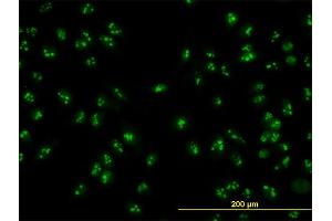Immunofluorescence (IF) image for anti-Nucleolar Protein 16 (NOP16) (AA 1-178) antibody (ABIN565626)