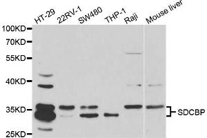Western blot analysis of extracts of various cell lines, using SDCBP antibody (ABIN5973096) at 1/1000 dilution. (SDCBP 抗体)