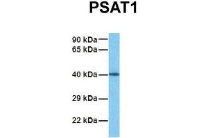 PSAT1 抗体  (N-Term)