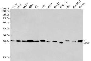 Western blot detection of eIF4E in Jurkat, Hela, MCF7, K562, C6, 3T3, PC12, HepG2, CHO-K1, Raji, Raw264. (EIF4E 抗体)