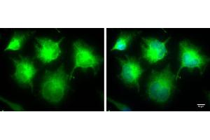 Immunofluorescence (IF) image for anti-Inhibitor of kappa Light Polypeptide Gene Enhancer in B-Cells, Kinase epsilon (IKBKE) antibody (ABIN2856120)