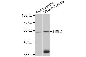 Western Blotting (WB) image for anti-NIMA (Never in Mitosis Gene A)-Related Kinase 2 (NEK2) antibody (ABIN1876543)