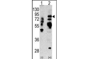 Western blot analysis of anti-LTF Antibody (Center) Pab (ABIN1882099 and ABIN2841775) in 293 cell line lysates transiently transfected with the LTF gene (2 μg/lane). (Lactoferrin 抗体  (AA 219-248))