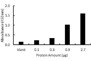 Transcription factor assay of PPAR-gamma from purified recombinate PPAR-gamma protein with PPAR-gamma TF Activity Assay Kit. (PPARG ELISA 试剂盒)