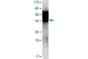 Image no. 2 for Tumor Necrosis Factor Receptor Superfamily, Member 21 (TNFRSF21) (AA 47-349) protein (His-DYKDDDDK-Strep II Tag) (ABIN1323185)