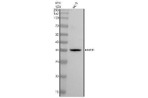 Western blot analysis of MYOD using anti-MYOD antibody (ABIN7605648).