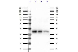 Western Blot of Anti-Rabbit Ig IP Agarose Beads. (TrueBlot® Anti-兔 Ig IP Beads)