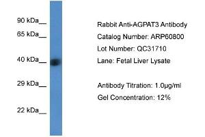 Western Blotting (WB) image for anti-1-Acylglycerol-3-Phosphate O-Acyltransferase 3 (AGPAT3) (Middle Region) antibody (ABIN2788587) (AGPAT3 抗体  (Middle Region))