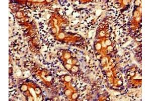 Immunohistochemistry of paraffin-embedded human small intestine tissue using ABIN7163465 at dilution of 1:100 (PITX2 抗体  (AA 40-154))