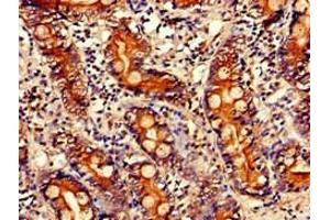 Immunohistochemistry of paraffin-embedded human small intestine tissue using ABIN7163465 at dilution of 1:100