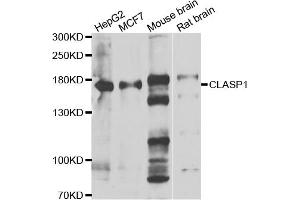 Western blot analysis of extracts of various cell lines, using CLASP1 antibody (ABIN5974258) at 1/1000 dilution. (CLASP1 抗体)